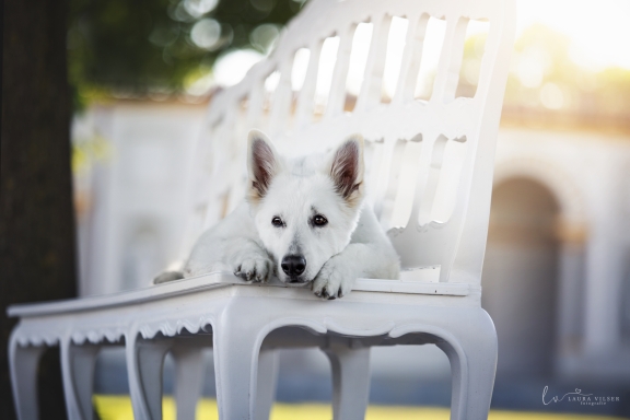 Tierverhaltenstherapie - Tierärztlichen Praxis für Tierpsychologie