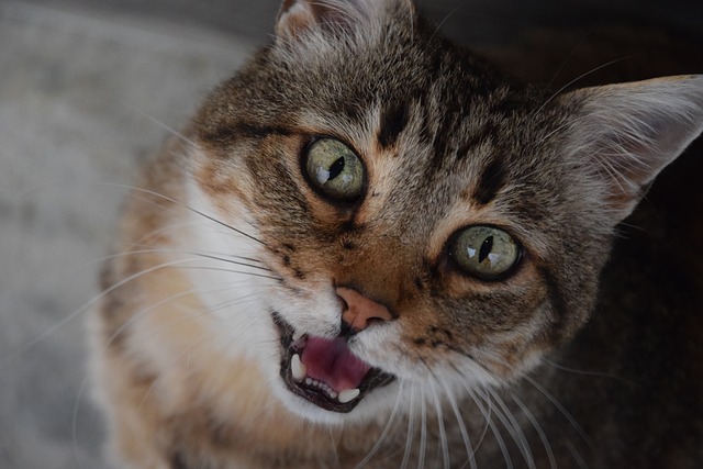 Katze, die ständig miaut – auch hier kann eine Verhaltenstherapie sinnvoll sein