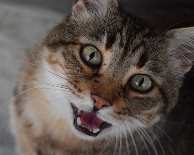 Verhaltenstherapie für Tiere: Katze miaut ständig fordert Aufmerksamkeit